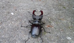 sprottenfaenger   blekinge natur 56