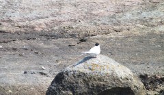 sprottenfaenger   blekinge natur 57