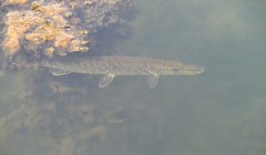 sprottenfaenger   blekinge natur 68